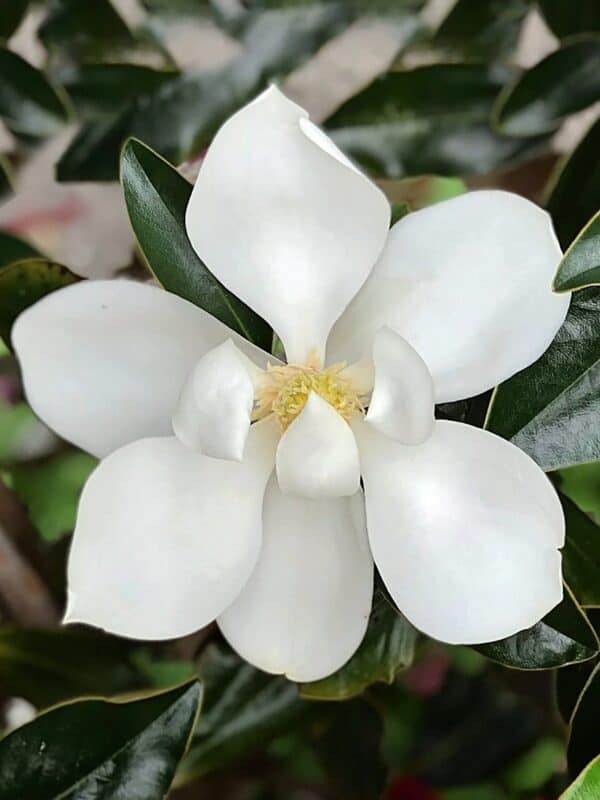 Magnolia grandiflora Little Gem