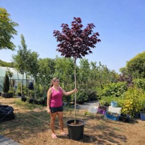 vérjuhar-vörösjuhar-acer-platanoides-crimson-king-vörös-levelü-diszfa-ár-www.koronakert.hu