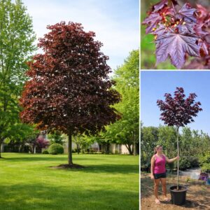 vérjuhar Crimson King, Acer platanoides Crimson King, Crimson King vérjuhar ár, vérjuhar Crimson King vásárlás, Acer platanoides Crimson King eladó, Crimson King juhar konténeres, vérjuhar Crimson King rendelés, Acer platanoides Crimson King ültetése, vérjuhar Crimson King gondozása, Acer platanoides Crimson King metszése, Crimson King vérjuhar növekedése, vérjuhar Crimson King magasság, Acer platanoides Crimson King színes lomb, vérjuhar Crimson King fagytűrés, Acer platanoides Crimson King konténer méret, Crimson King vérjuhar kertbe, vérjuhar Crimson King betegségek, Acer platanoides Crimson King tippek, vérjuhar Crimson King díszfa, Acer platanoides Crimson King ültetési távolság, Crimson King juhar vélemények, vérjuhar Crimson King online vásárlás, Acer platanoides Crimson King webshop, vérjuhar Crimson King elültetése, Acer platanoides Crimson King növény árak, vérjuhar Crimson King gyors növekedés, Acer platanoides Crimson King lombszín, vérjuhar Crimson King telepítési útmutató.