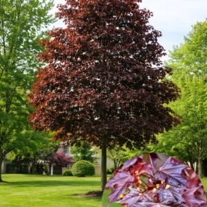 vérjuhar-vörösjuhar-acer-platanoides-crimson-king-vörös-levelü-diszfa-ár-www.koronakert.hu