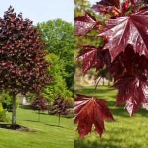 vérjuhar-vörösjuhar-acer-platanoides-crimson-king-vörös-levelü-diszfa-ár-www.koronakert.hu