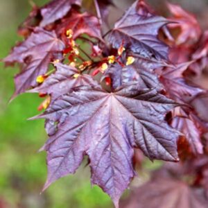 vérjuhar Crimson King, Acer platanoides Crimson King, Crimson King vérjuhar ár, vérjuhar Crimson King vásárlás, Acer platanoides Crimson King eladó, Crimson King juhar konténeres, vérjuhar Crimson King rendelés, Acer platanoides Crimson King ültetése, vérjuhar Crimson King gondozása, Acer platanoides Crimson King metszése, Crimson King vérjuhar növekedése, vérjuhar Crimson King magasság, Acer platanoides Crimson King színes lomb, vérjuhar Crimson King fagytűrés, Acer platanoides Crimson King konténer méret, Crimson King vérjuhar kertbe, vérjuhar Crimson King betegségek, Acer platanoides Crimson King tippek, vérjuhar Crimson King díszfa, Acer platanoides Crimson King ültetési távolság, Crimson King juhar vélemények, vérjuhar Crimson King online vásárlás, Acer platanoides Crimson King webshop, vérjuhar Crimson King elültetése, Acer platanoides Crimson King növény árak, vérjuhar Crimson King gyors növekedés, Acer platanoides Crimson King lombszín, vérjuhar Crimson King telepítési útmutató.