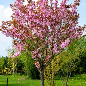 japan diszcseresznye kanzan ar-prunus-serrulata-royal-burgundy-cserepes-diszfa-www.koronakert.hu