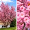 japan diszcseresznye kanzan ar-prunus-serrulata-royal-burgundy-cserepes-diszfa-www.koronakert.hu