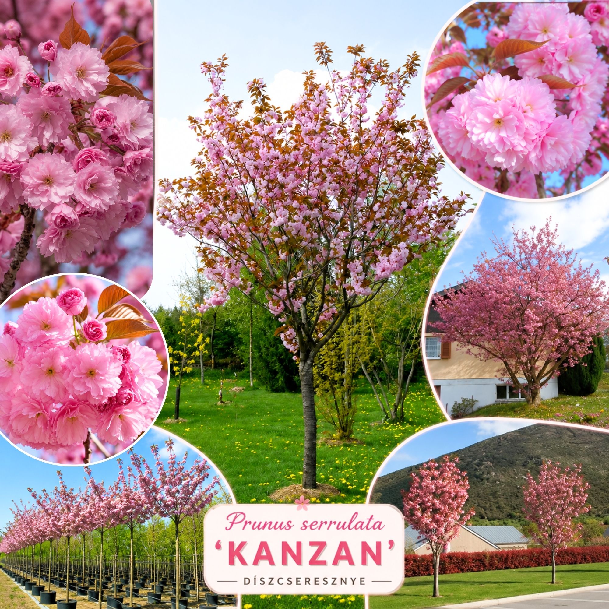 japan-diszcseresznye-kanzan-ar-prunus-serrulata-royal-burgundy-cserepes-diszfa-www.koronakert.hu-4 japan diszcseresznye kanzan ar-prunus-serrulata-royal-burgundy-cserepes-diszfa-www.koronakert.hu
