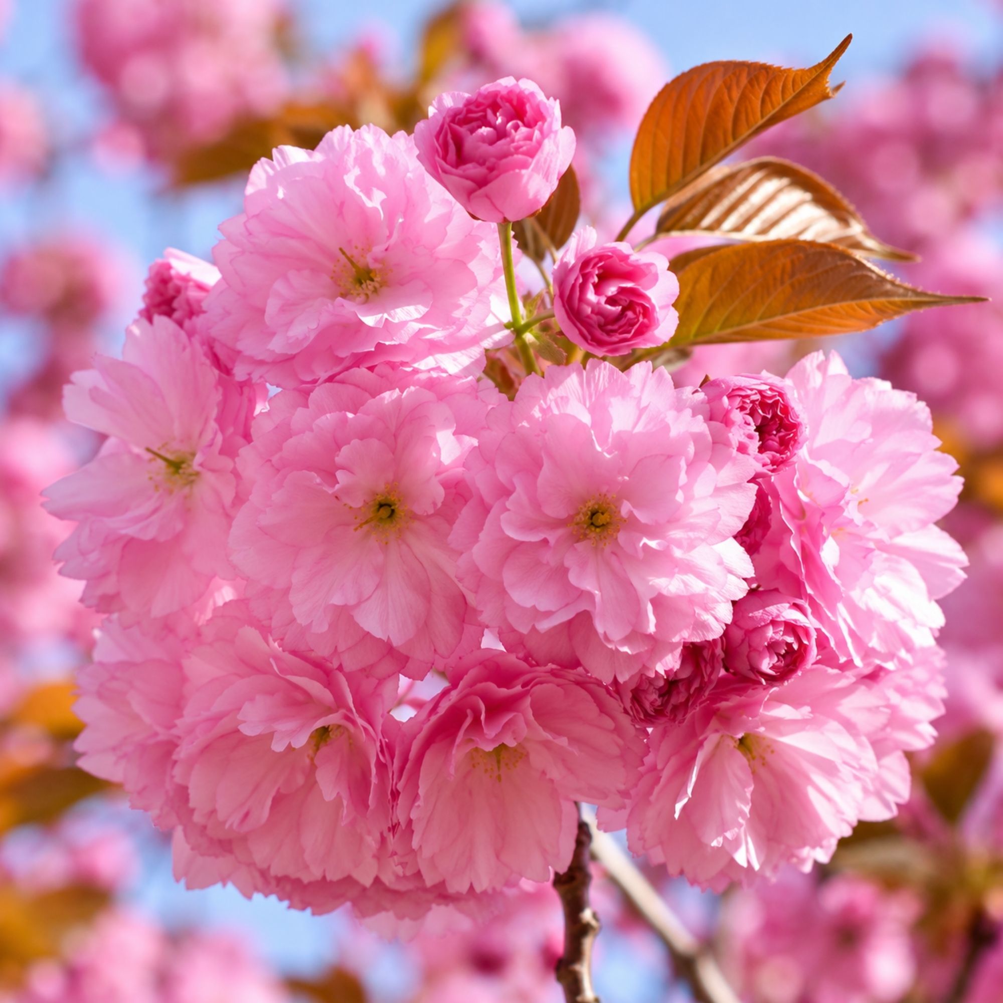 japan-diszcseresznye-kanzan-ar-prunus-serrulata-royal-burgundy-cserepes-diszfa-www.koronakert.hu-5 japan diszcseresznye kanzan ar-prunus-serrulata-royal-burgundy-cserepes-diszfa-www.koronakert.hu