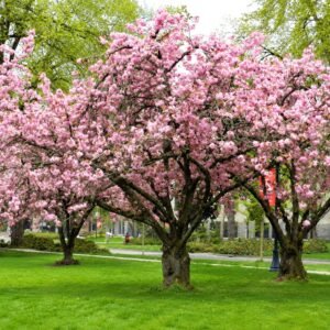 japan diszcseresznye kanzan ar-prunus-serrulata-royal-burgundy-cserepes-diszfa-www.koronakert.hu