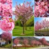 japan diszcseresznye kanzan ar-prunus-serrulata-royal-burgundy-cserepes-diszfa-www.koronakert.hu