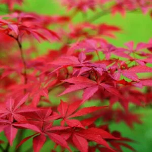 Japán Juhar "Trompenburg" 150cm "Acer palmatum" japánjuhar
