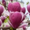 Magnolia-liliomfa-Rustica rubra