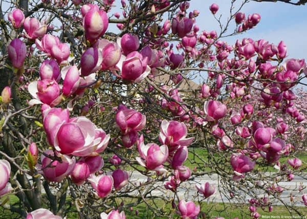 Magnolia-liliomfa-rustica-rubra