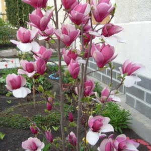 Magnolia-liliomfa-rustica-rubra