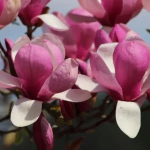 Magnolia-liliomfa-rustica-rubra