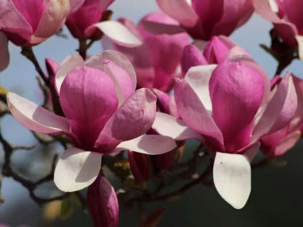 Magnolia-liliomfa-rustica-rubra