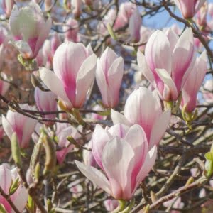 magnolia-soulangeana-magnólia-liliomfa