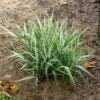 Csíkos Pántlikafű 30cm "Phalaris arundinacea Picta"
