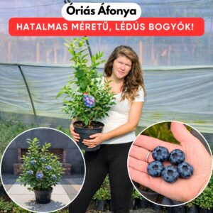 áfonya bonus, áfonya vásárlás, áfonya ár, áfonya eladó, áfonya konténeres, áfonya rendelés, áfonya webshop, áfonya ültetése, áfonya gondozása, áfonya metszése, áfonya növekedés, áfonya magasság, áfonya fagytűrés, áfonya kertbe, áfonya betegségek, áfonya tippek, áfonya konténer méret, áfonya ültetési távolság, áfonya online vásárlás, áfonya vélemények, áfonya tápanyagigény, áfonya talajigény, áfonya pH igény, áfonya telepítési útmutató, áfonya ültetési tanácsok, áfonya termesztése, áfonya bokor, áfonya fajta, áfonya bokor árak, áfonya vetőmag, áfonya trágyázása, áfonya öntözés, áfonya locsolás, áfonya növény árak, áfonya növény vásárlás.