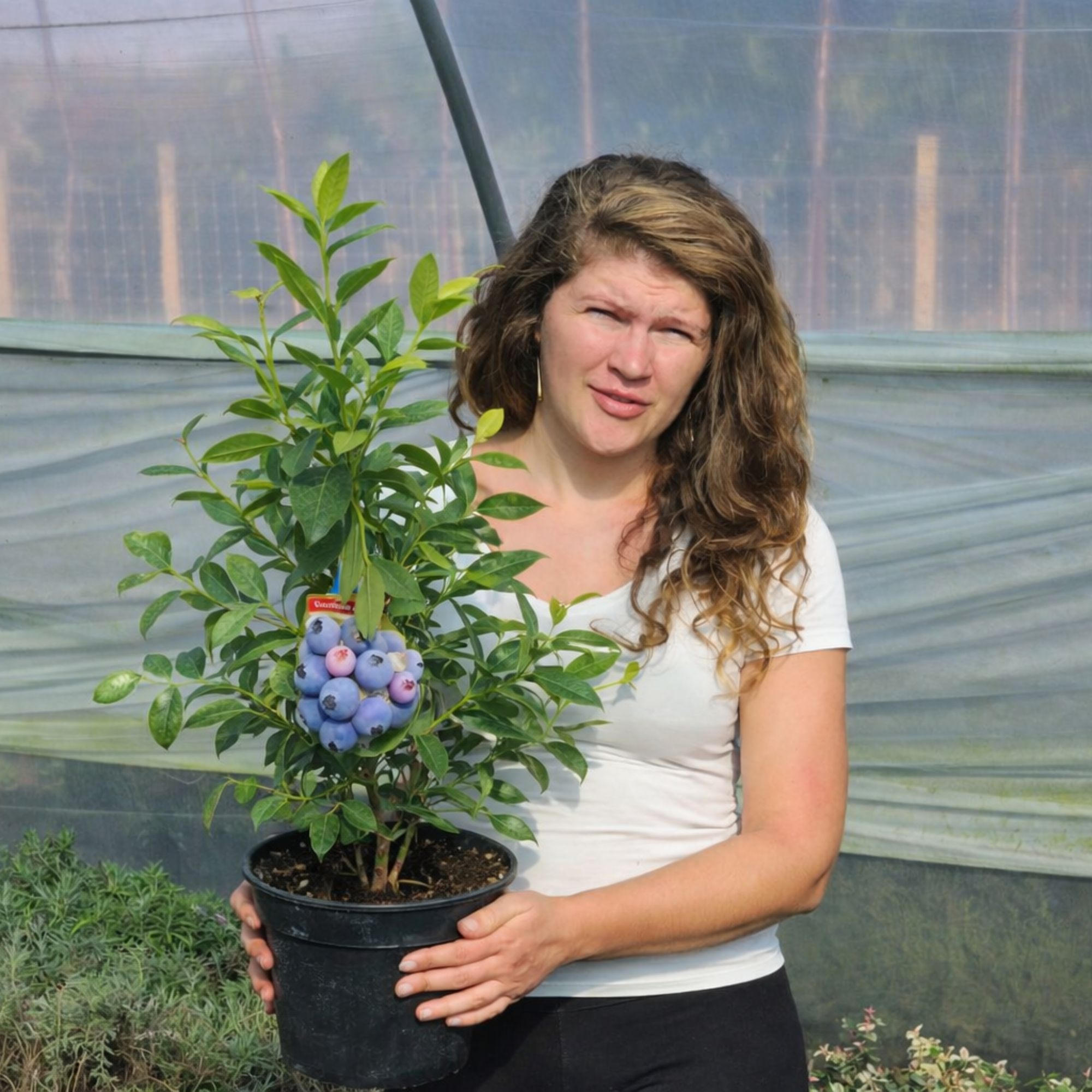 kek-afonya-csemete Kék áfonya cserepes csemete a Koronakert kertészetben