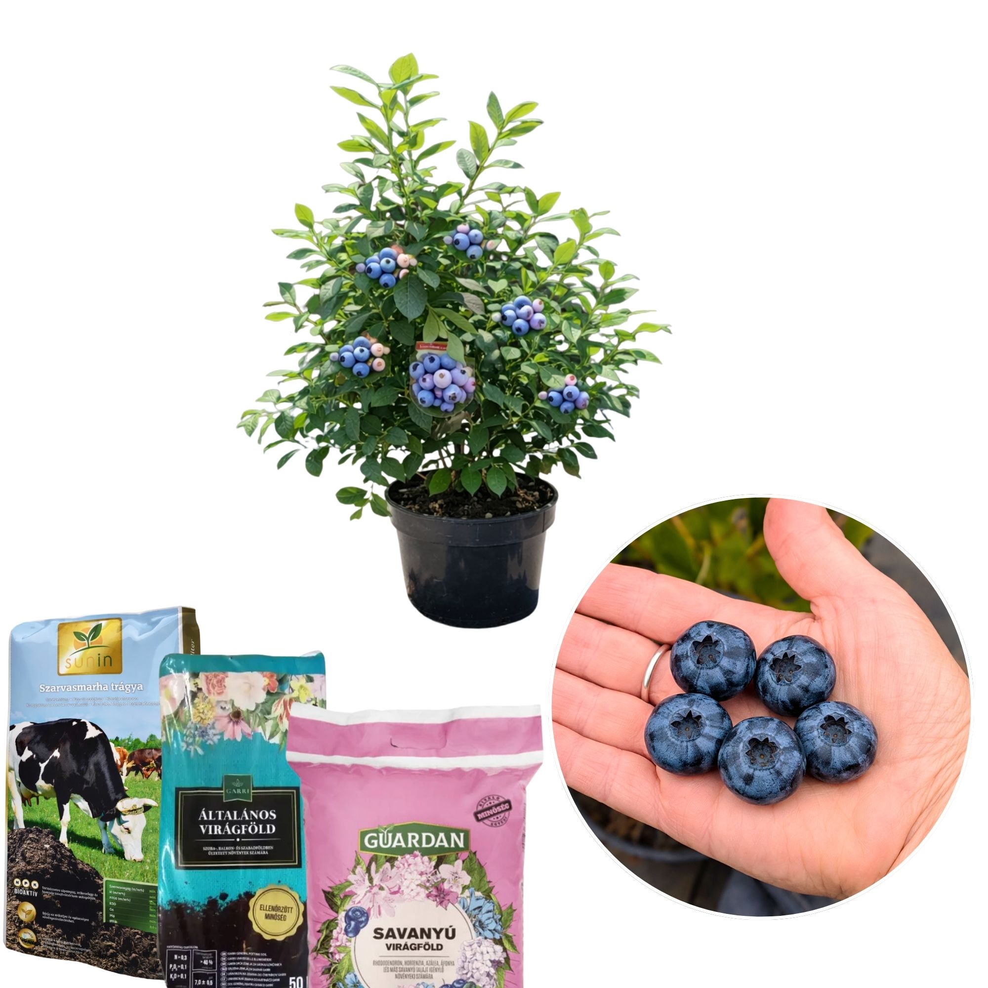 afonya-vasarlas-Vaccinium-Corymbosum-chandler-bluegold-Duke-kek-afonya-ar-www.koronakert.hu-2-1 áfonya bonus, áfonya vásárlás, áfonya ár, áfonya eladó, áfonya konténeres, áfonya rendelés, áfonya webshop, áfonya ültetése, áfonya gondozása, áfonya metszése, áfonya növekedés, áfonya magasság, áfonya fagytűrés, áfonya kertbe, áfonya betegségek, áfonya tippek, áfonya konténer méret, áfonya ültetési távolság, áfonya online vásárlás, áfonya vélemények, áfonya tápanyagigény, áfonya talajigény, áfonya pH igény, áfonya telepítési útmutató, áfonya ültetési tanácsok, áfonya termesztése, áfonya bokor, áfonya fajta, áfonya bokor árak, áfonya vetőmag, áfonya trágyázása, áfonya öntözés, áfonya locsolás, áfonya növény árak, áfonya növény vásárlás.