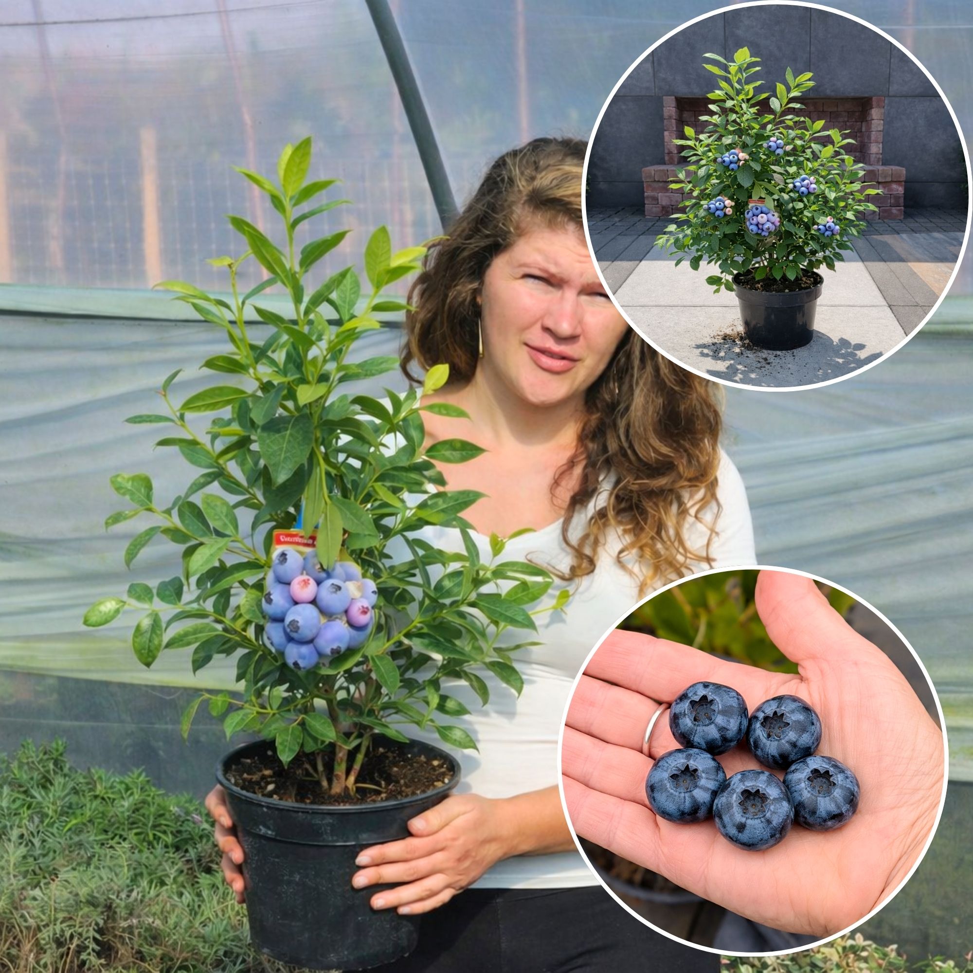 afonya-vasarlas-Vaccinium-Corymbosum-chandler-bluegold-Duke-kek-afonya-ar-www.koronakert.hu-33 áfonya bonus, áfonya vásárlás, áfonya ár, áfonya eladó, áfonya konténeres, áfonya rendelés, áfonya webshop, áfonya ültetése, áfonya gondozása, áfonya metszése, áfonya növekedés, áfonya magasság, áfonya fagytűrés, áfonya kertbe, áfonya betegségek, áfonya tippek, áfonya konténer méret, áfonya ültetési távolság, áfonya online vásárlás, áfonya vélemények, áfonya tápanyagigény, áfonya talajigény, áfonya pH igény, áfonya telepítési útmutató, áfonya ültetési tanácsok, áfonya termesztése, áfonya bokor, áfonya fajta, áfonya bokor árak, áfonya vetőmag, áfonya trágyázása, áfonya öntözés, áfonya locsolás, áfonya növény árak, áfonya növény vásárlás.