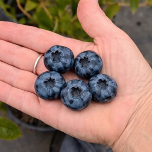 'Bonus' fajta áfonya termése