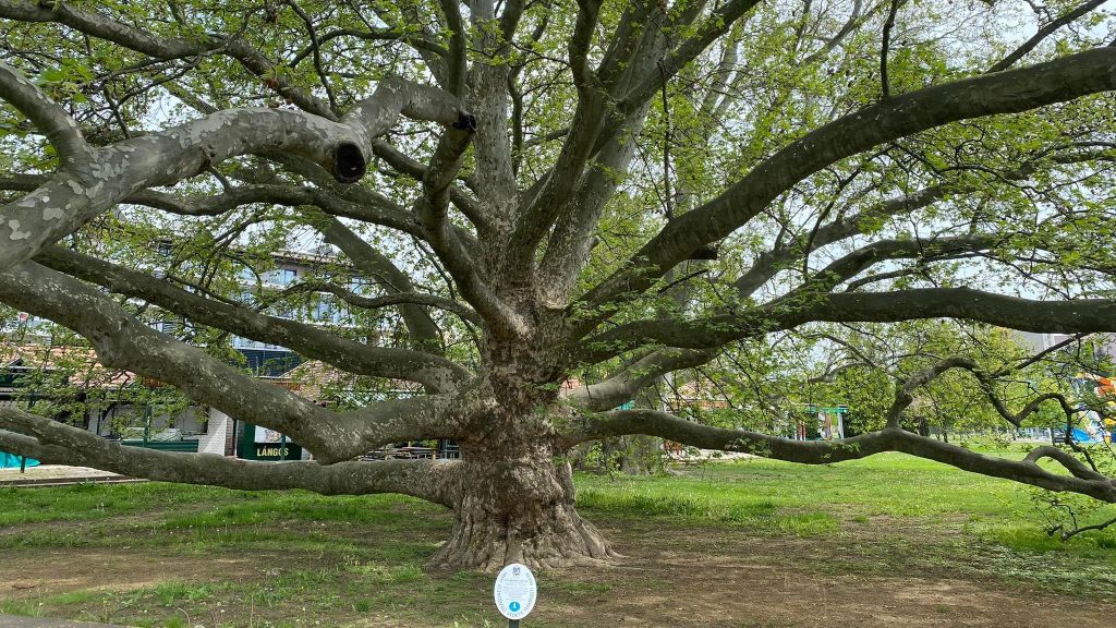 kozonseges_platan-fa-ár_platanus_acerifolia_www.koronakert.hu-10 platánfa, Platanus × acerifolia, platánfa eladó, platánfa ár, platánfa csemete, platánfa facsemete vásárlás, platán díszfa, juharlevelű platán, nagytermetű díszfa, gyors növekedésű fa, árnyékot adó fa, parkfa ültetésre, fasorfa ültetéshez, várostűrő díszfa, légszennyezést tűrő fa, lombhullató díszfa, nagy lombkoronájú fa, platánfa kertbe, platánfa utcára, platánfa ültetése, platánfa gondozása, platánfa metszése, platánfa magassága, platánfa növekedése, platánfa betegségei, fagytűrő díszfa, szárazságtűrő fa, konténeres platánfa, szabadgyökerű platánfa, platánfa házhozszállítás