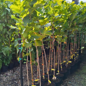 platánfa, Platanus × acerifolia, platánfa eladó, platánfa ár, platánfa csemete, platánfa facsemete vásárlás, platán díszfa, juharlevelű platán, nagytermetű díszfa, gyors növekedésű fa, árnyékot adó fa, parkfa ültetésre, fasorfa ültetéshez, várostűrő díszfa, légszennyezést tűrő fa, lombhullató díszfa, nagy lombkoronájú fa, platánfa kertbe, platánfa utcára, platánfa ültetése, platánfa gondozása, platánfa metszése, platánfa magassága, platánfa növekedése, platánfa betegségei, fagytűrő díszfa, szárazságtűrő fa, konténeres platánfa, szabadgyökerű platánfa, platánfa házhozszállítás