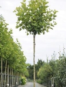 platánfa, Platanus × acerifolia, platánfa eladó, platánfa ár, platánfa csemete, platánfa facsemete vásárlás, platán díszfa, juharlevelű platán, nagytermetű díszfa, gyors növekedésű fa, árnyékot adó fa, parkfa ültetésre, fasorfa ültetéshez, várostűrő díszfa, légszennyezést tűrő fa, lombhullató díszfa, nagy lombkoronájú fa, platánfa kertbe, platánfa utcára, platánfa ültetése, platánfa gondozása, platánfa metszése, platánfa magassága, platánfa növekedése, platánfa betegségei, fagytűrő díszfa, szárazságtűrő fa, konténeres platánfa, szabadgyökerű platánfa, platánfa házhozszállítás