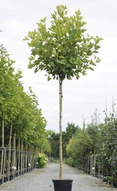 kozonseges_platan-fa-ár_platanus_acerifolia_www.koronakert.hu-3 platánfa, Platanus × acerifolia, platánfa eladó, platánfa ár, platánfa csemete, platánfa facsemete vásárlás, platán díszfa, juharlevelű platán, nagytermetű díszfa, gyors növekedésű fa, árnyékot adó fa, parkfa ültetésre, fasorfa ültetéshez, várostűrő díszfa, légszennyezést tűrő fa, lombhullató díszfa, nagy lombkoronájú fa, platánfa kertbe, platánfa utcára, platánfa ültetése, platánfa gondozása, platánfa metszése, platánfa magassága, platánfa növekedése, platánfa betegségei, fagytűrő díszfa, szárazságtűrő fa, konténeres platánfa, szabadgyökerű platánfa, platánfa házhozszállítás