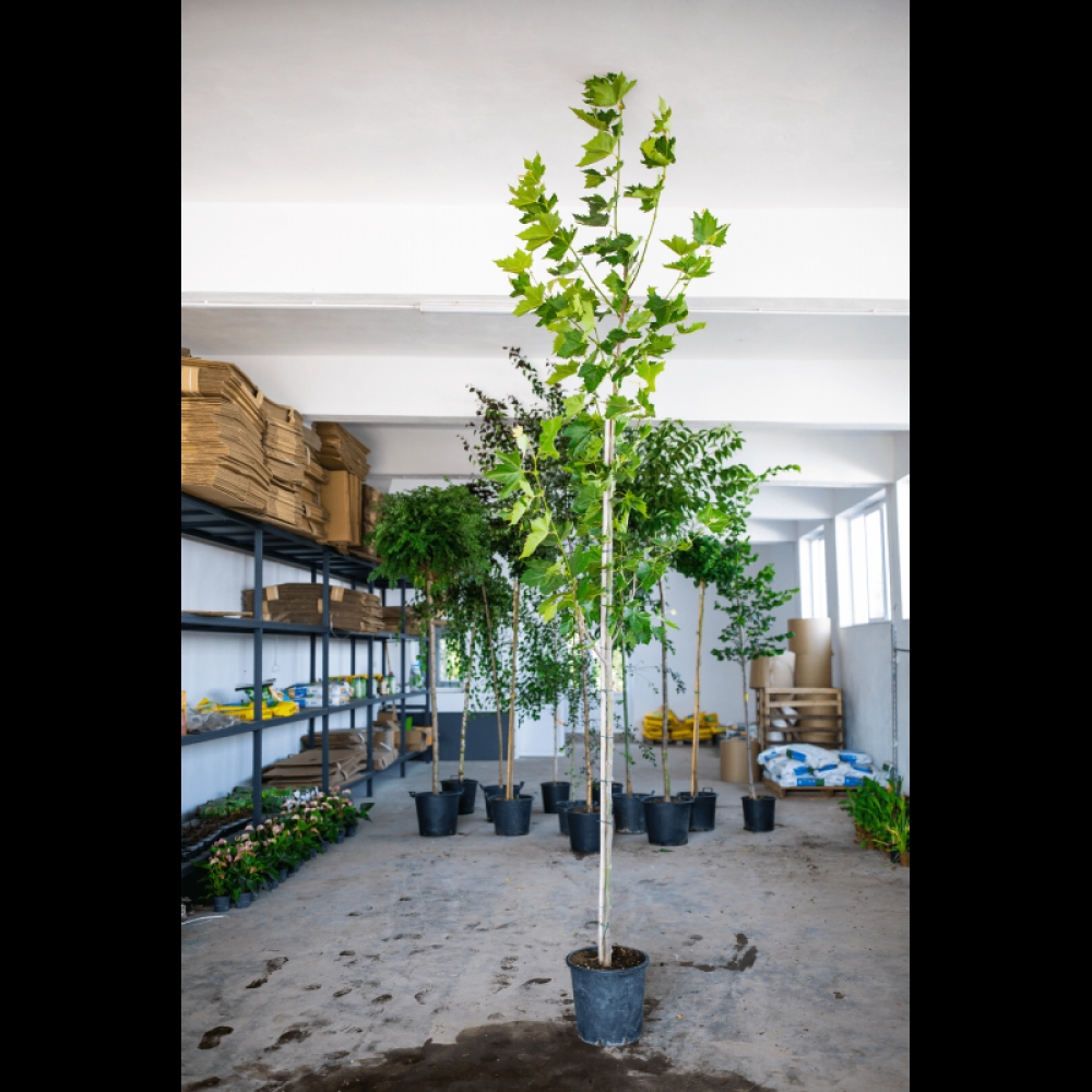 kozonseges_platan-fa-ár_platanus_acerifolia_www.koronakert.hu-4 platánfa, Platanus × acerifolia, platánfa eladó, platánfa ár, platánfa csemete, platánfa facsemete vásárlás, platán díszfa, juharlevelű platán, nagytermetű díszfa, gyors növekedésű fa, árnyékot adó fa, parkfa ültetésre, fasorfa ültetéshez, várostűrő díszfa, légszennyezést tűrő fa, lombhullató díszfa, nagy lombkoronájú fa, platánfa kertbe, platánfa utcára, platánfa ültetése, platánfa gondozása, platánfa metszése, platánfa magassága, platánfa növekedése, platánfa betegségei, fagytűrő díszfa, szárazságtűrő fa, konténeres platánfa, szabadgyökerű platánfa, platánfa házhozszállítás