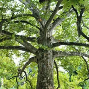 platánfa, Platanus × acerifolia, platánfa eladó, platánfa ár, platánfa csemete, platánfa facsemete vásárlás, platán díszfa, juharlevelű platán, nagytermetű díszfa, gyors növekedésű fa, árnyékot adó fa, parkfa ültetésre, fasorfa ültetéshez, várostűrő díszfa, légszennyezést tűrő fa, lombhullató díszfa, nagy lombkoronájú fa, platánfa kertbe, platánfa utcára, platánfa ültetése, platánfa gondozása, platánfa metszése, platánfa magassága, platánfa növekedése, platánfa betegségei, fagytűrő díszfa, szárazságtűrő fa, konténeres platánfa, szabadgyökerű platánfa, platánfa házhozszállítás