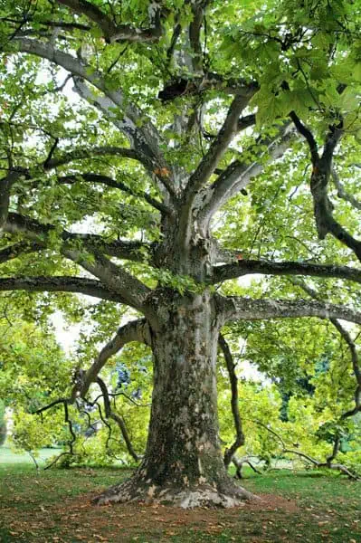 kozonseges_platan-fa-ár_platanus_acerifolia_www.koronakert.hu-6.jpg platánfa, Platanus × acerifolia, platánfa eladó, platánfa ár, platánfa csemete, platánfa facsemete vásárlás, platán díszfa, juharlevelű platán, nagytermetű díszfa, gyors növekedésű fa, árnyékot adó fa, parkfa ültetésre, fasorfa ültetéshez, várostűrő díszfa, légszennyezést tűrő fa, lombhullató díszfa, nagy lombkoronájú fa, platánfa kertbe, platánfa utcára, platánfa ültetése, platánfa gondozása, platánfa metszése, platánfa magassága, platánfa növekedése, platánfa betegségei, fagytűrő díszfa, szárazságtűrő fa, konténeres platánfa, szabadgyökerű platánfa, platánfa házhozszállítás