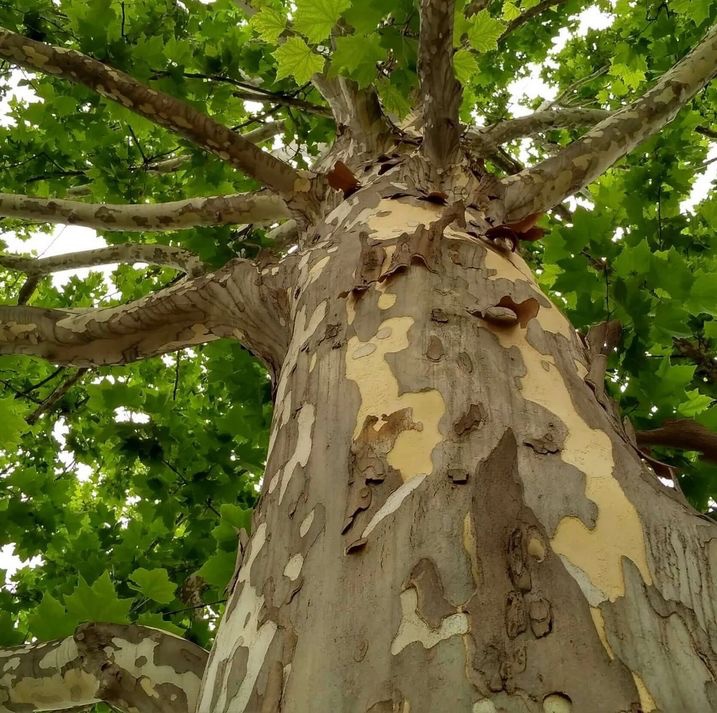 kozonseges_platan-fa-ár_platanus_acerifolia_www.koronakert.hu-8 platánfa, Platanus × acerifolia, platánfa eladó, platánfa ár, platánfa csemete, platánfa facsemete vásárlás, platán díszfa, juharlevelű platán, nagytermetű díszfa, gyors növekedésű fa, árnyékot adó fa, parkfa ültetésre, fasorfa ültetéshez, várostűrő díszfa, légszennyezést tűrő fa, lombhullató díszfa, nagy lombkoronájú fa, platánfa kertbe, platánfa utcára, platánfa ültetése, platánfa gondozása, platánfa metszése, platánfa magassága, platánfa növekedése, platánfa betegségei, fagytűrő díszfa, szárazságtűrő fa, konténeres platánfa, szabadgyökerű platánfa, platánfa házhozszállítás