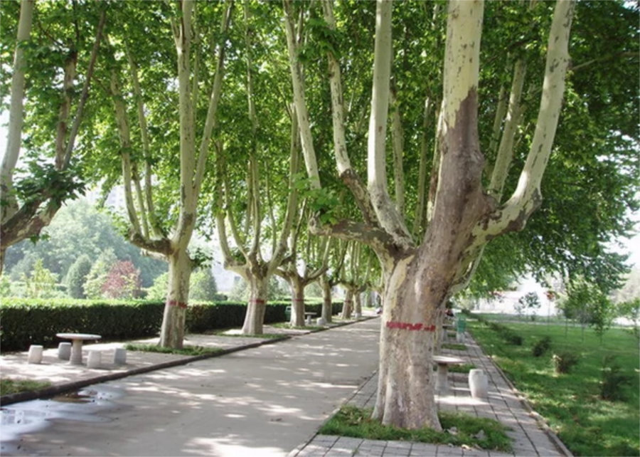 kozonseges_platan-fa-ár_platanus_acerifolia_www.koronakert.hu-9 platánfa, Platanus × acerifolia, platánfa eladó, platánfa ár, platánfa csemete, platánfa facsemete vásárlás, platán díszfa, juharlevelű platán, nagytermetű díszfa, gyors növekedésű fa, árnyékot adó fa, parkfa ültetésre, fasorfa ültetéshez, várostűrő díszfa, légszennyezést tűrő fa, lombhullató díszfa, nagy lombkoronájú fa, platánfa kertbe, platánfa utcára, platánfa ültetése, platánfa gondozása, platánfa metszése, platánfa magassága, platánfa növekedése, platánfa betegségei, fagytűrő díszfa, szárazságtűrő fa, konténeres platánfa, szabadgyökerű platánfa, platánfa házhozszállítás
