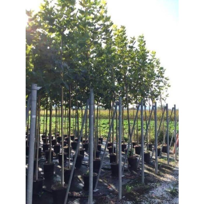 kozonseges_platan-fa-ár_platanus_acerifolia_www.koronakert.hu