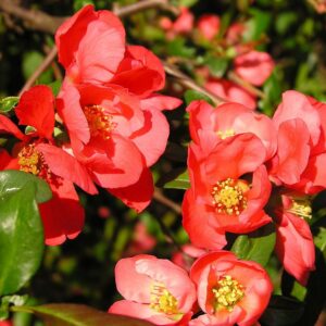 Chaenomeles-japonica-Japanbirs_bokor_cserje_virag_koronakert.hu