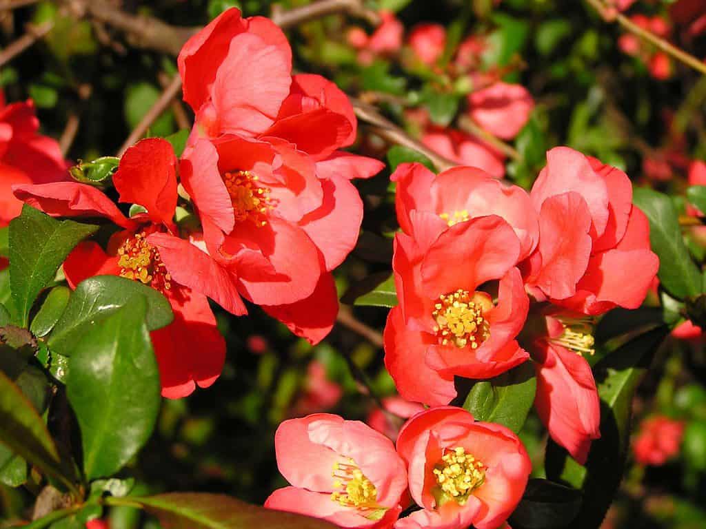 Chaenomeles-japonica-Japanbirs_bokor_cserje_virag_koronakert.hu