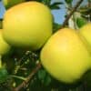 Alma golden delicious reinders