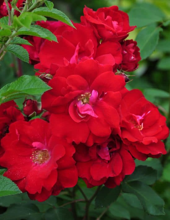 rózsa-rose-rosa-limar-piros-bordó-tearózsa-cserepes-konténeres-koronakert.hu1