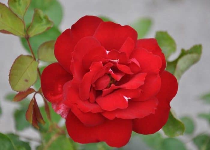 rózsa-rose-rosa-limar-piros-bordó-tearózsa-cserepes-konténeres-koronakert.hu