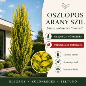 Oszlopos aranysárga szil 150cm "Ulmus hollandica Wredei" (színes lombú díszfaáru)