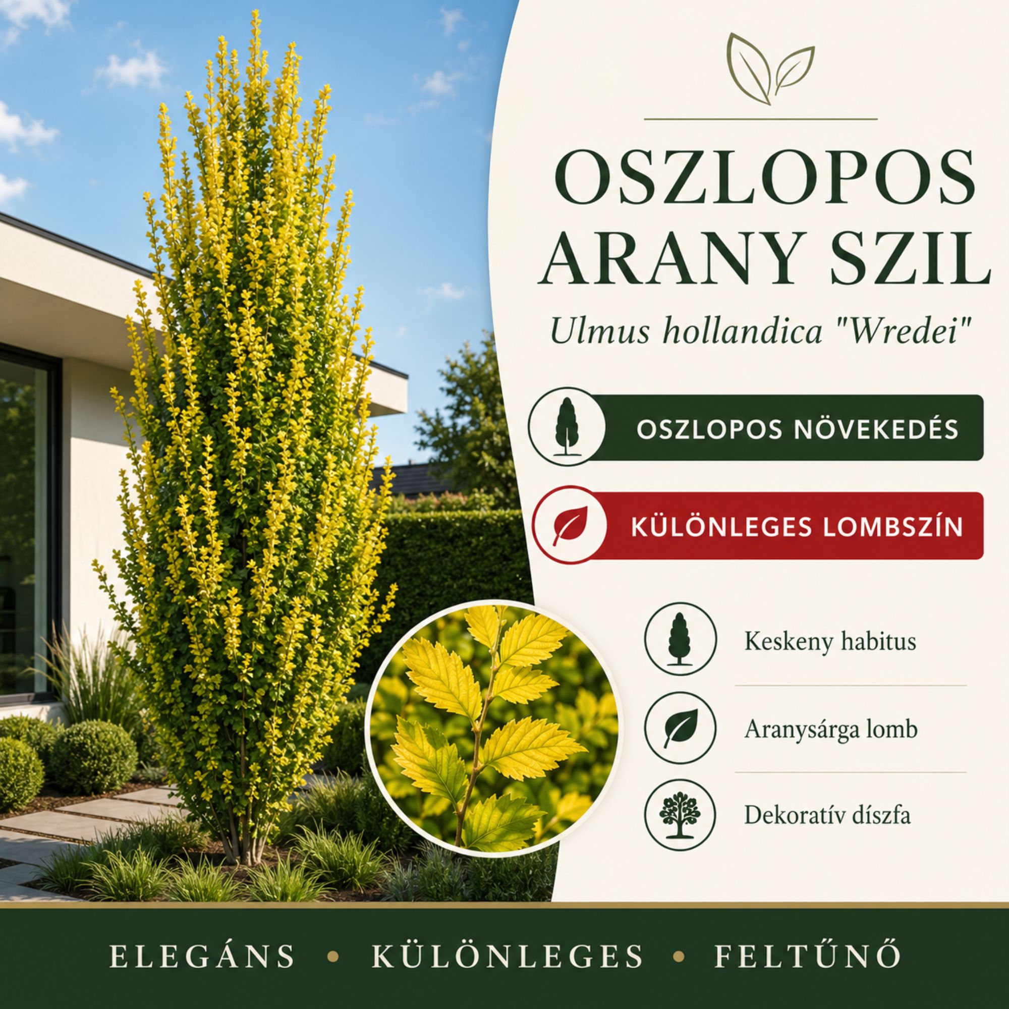 150 Oszlopos aranysárga szil 150cm "Ulmus hollandica Wredei" (színes lombú díszfaáru)