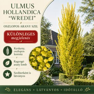 Oszlopos aranysárga szil 150cm "Ulmus hollandica Wredei" (színes lombú díszfaáru)