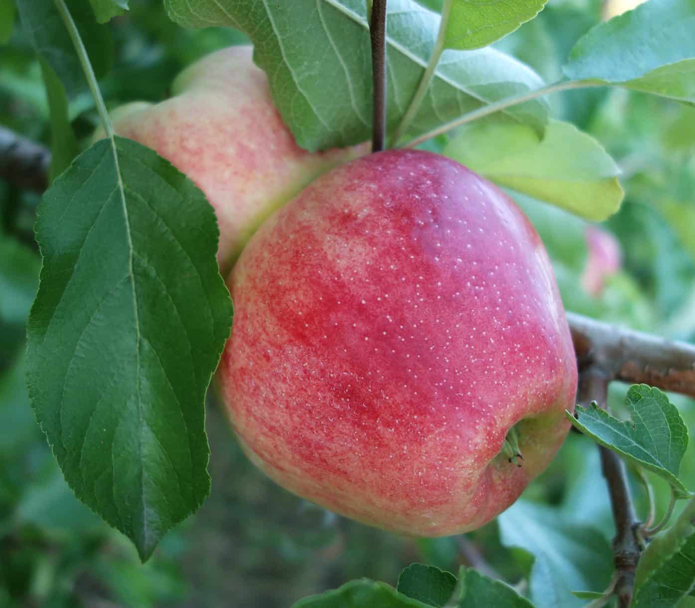 Mollies-Delicious-alma-almafa-gyümölcsfa-gyümölcs-oltvány-szabadgyökeres-konténeres-koronakert.hu