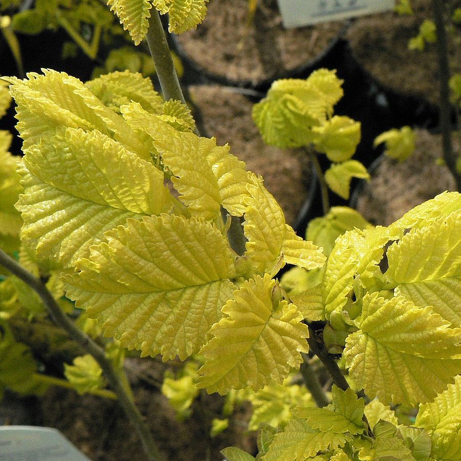Oszlopos-aranyszil-Ulmus-hollandica-‘Wredei-sarga-levelü-diszfa-ar-www.koronakert.hu-3 Oszlopos aranysárga szil 150cm "Ulmus hollandica Wredei" (színes lombú díszfaáru)