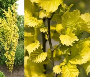 Oszlopos Aranysárga Szil 125cm "Ulmus hollandica Wredei" (gyökércsomagolt díszfaáru)
