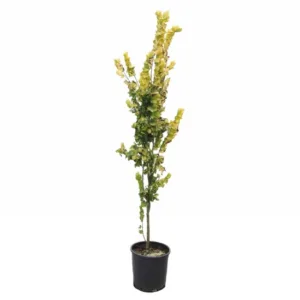Oszlopos aranysárga szil 150cm "Ulmus hollandica Wredei" (színes lombú díszfaáru)