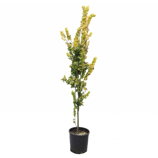 Oszlopos-aranyszil-Ulmus-hollandica-‘Wredei-sarga-levelü-diszfa-ar-www.koronakert.hu2 Oszlopos aranysárga szil 150cm "Ulmus hollandica Wredei" (színes lombú díszfaáru)