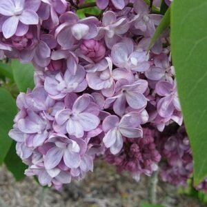 Orgona Belle de Nancy