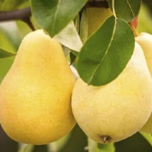 Árpával érő körte